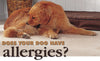 Know Your Pet And Their Allergies