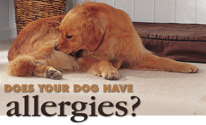 Know Your Pet And Their Allergies