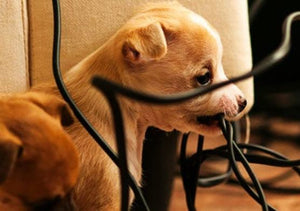 Reasons To Choose Red Vacuums For Vacuum Cleaner Cord Repair