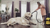 Guidelines For Keeping A House Clean And Pet Friendly